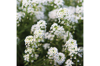 Sweet Alyssum – Flower Seed