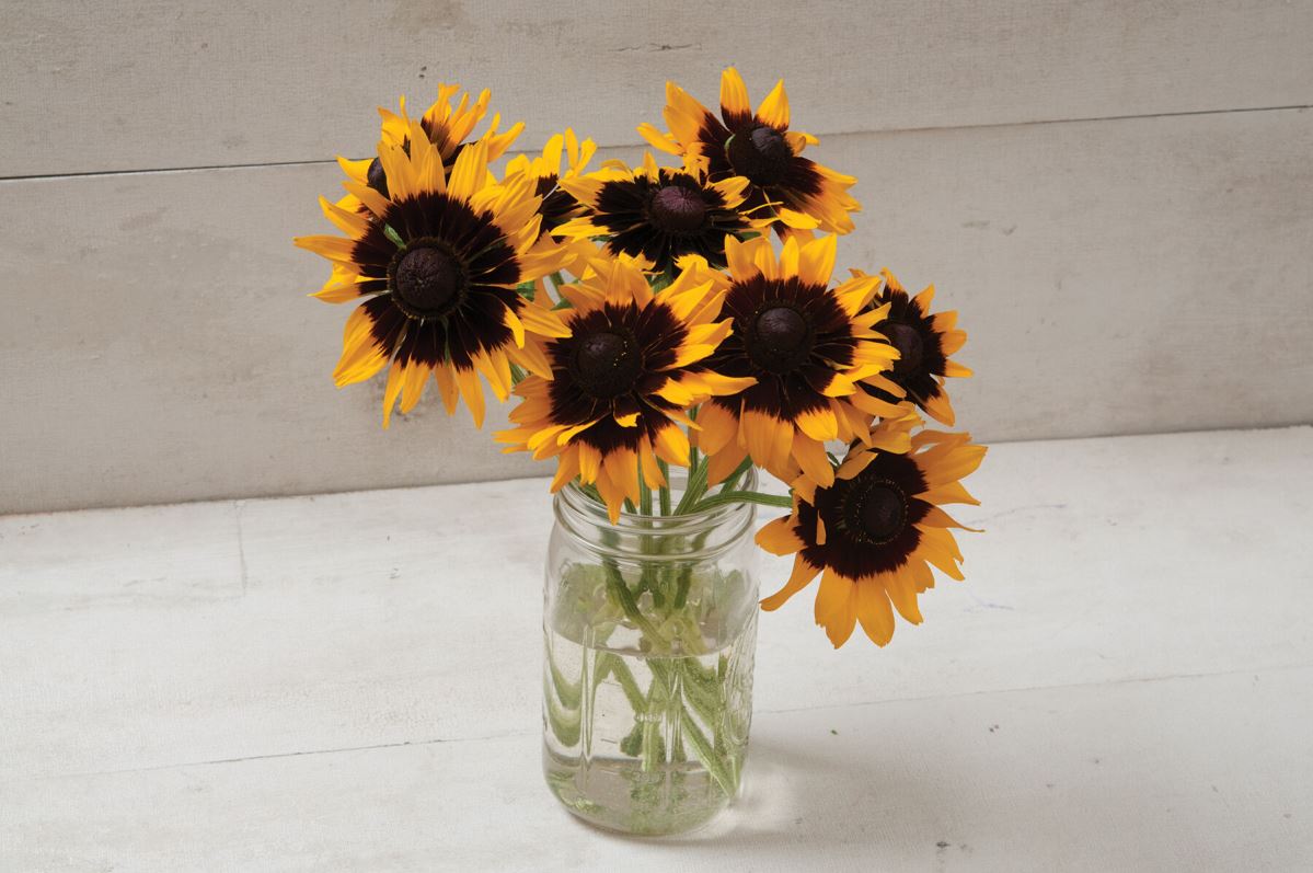 Denver Daisy – Film-Coated Rudbeckia Seed