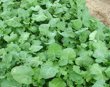 Mustard Greens- Ethiopian