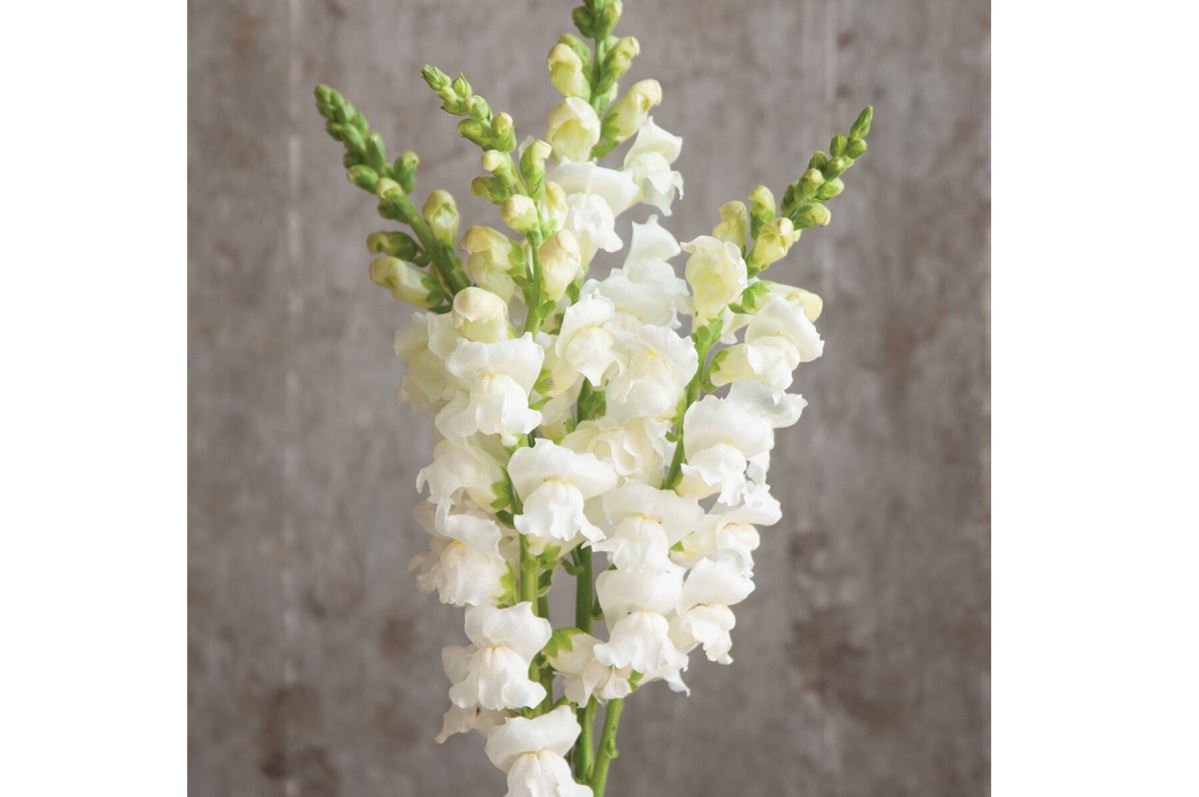 Potomac White – Snapdragon Seed