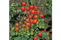 Apero – Tomato Seed