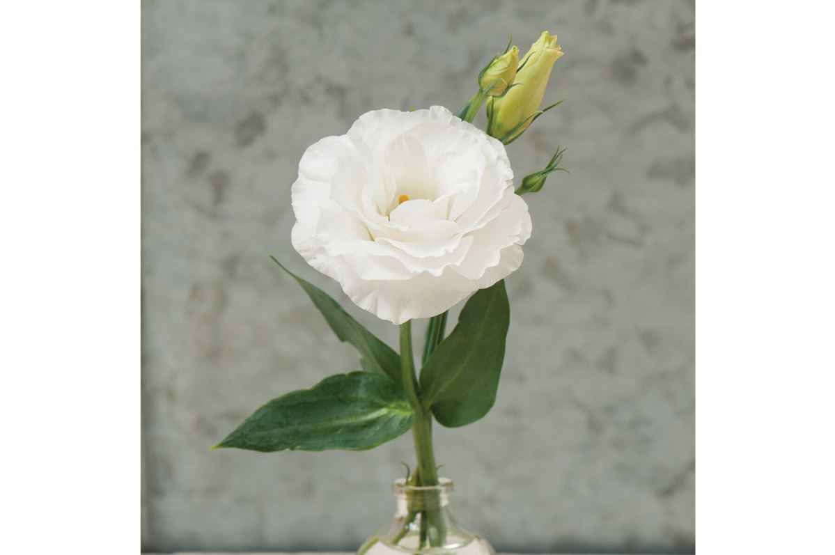 Mariachi Pure White Lisianthus