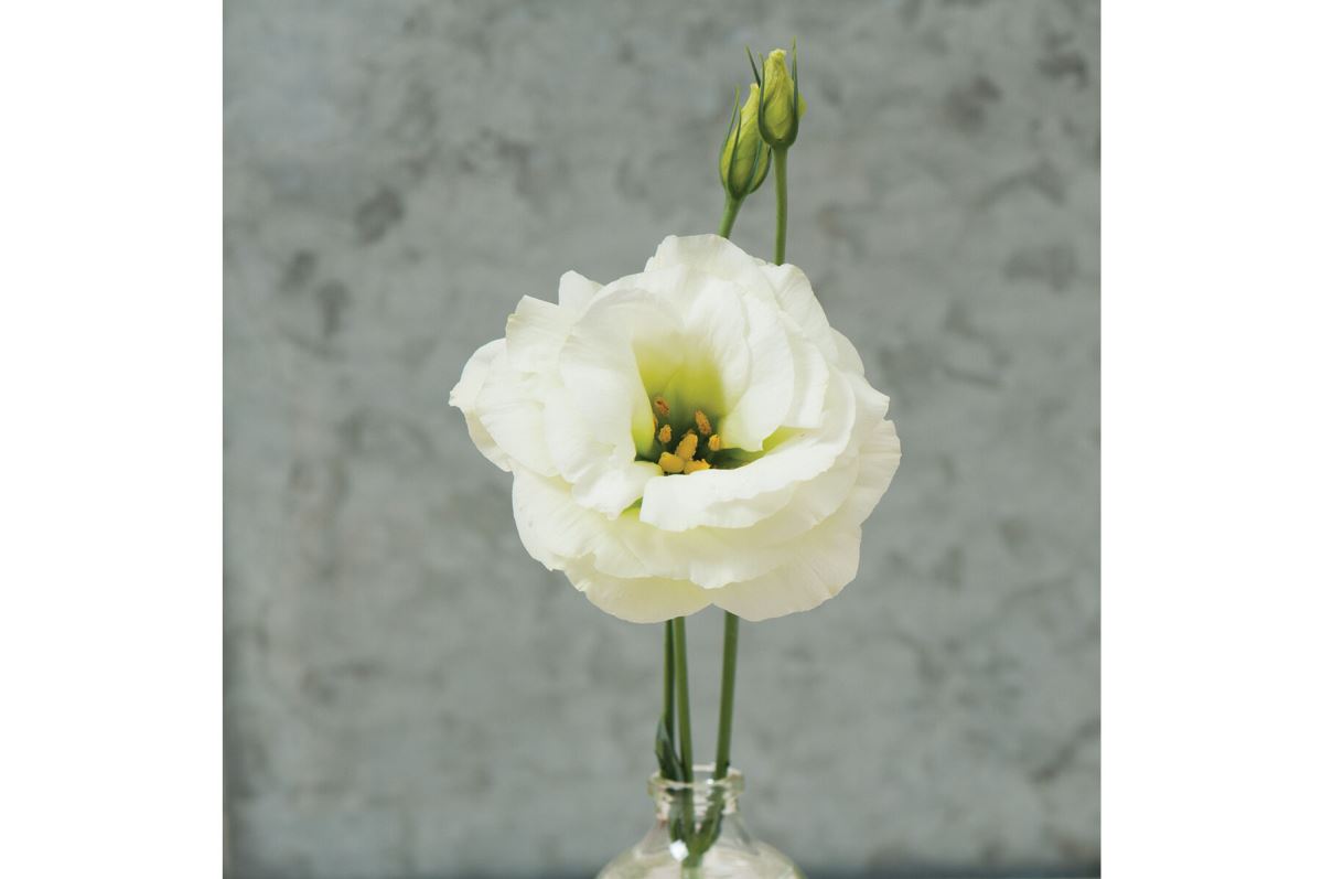 Mariachi Lime Green Lisianthus