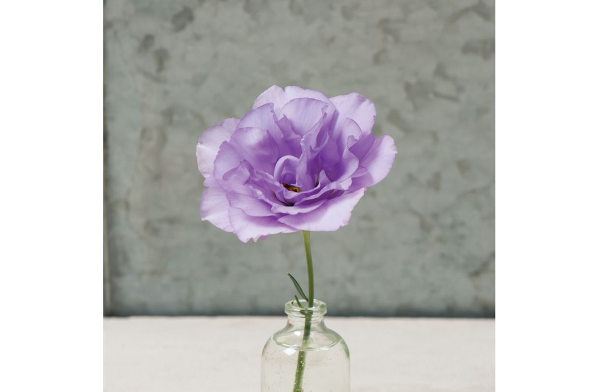 Mariachi Lavender – Lisianthus Seed