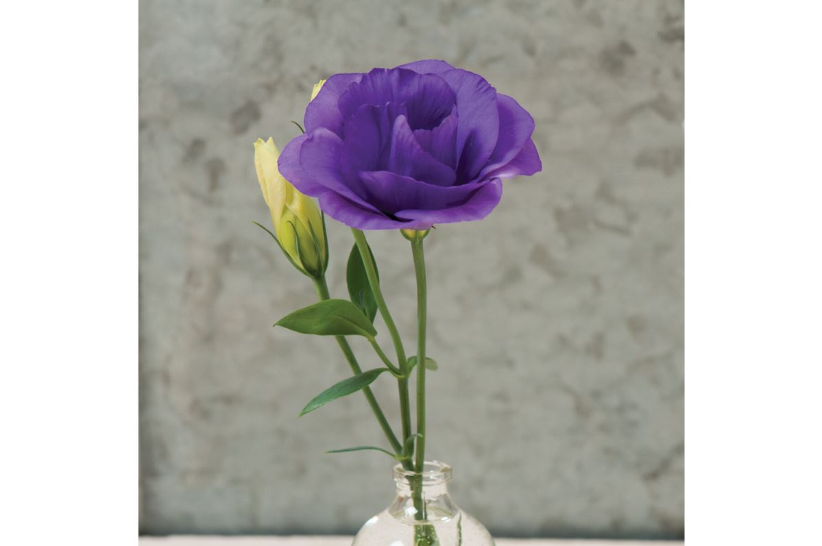 Mariachi Blue – Lisianthus Seed