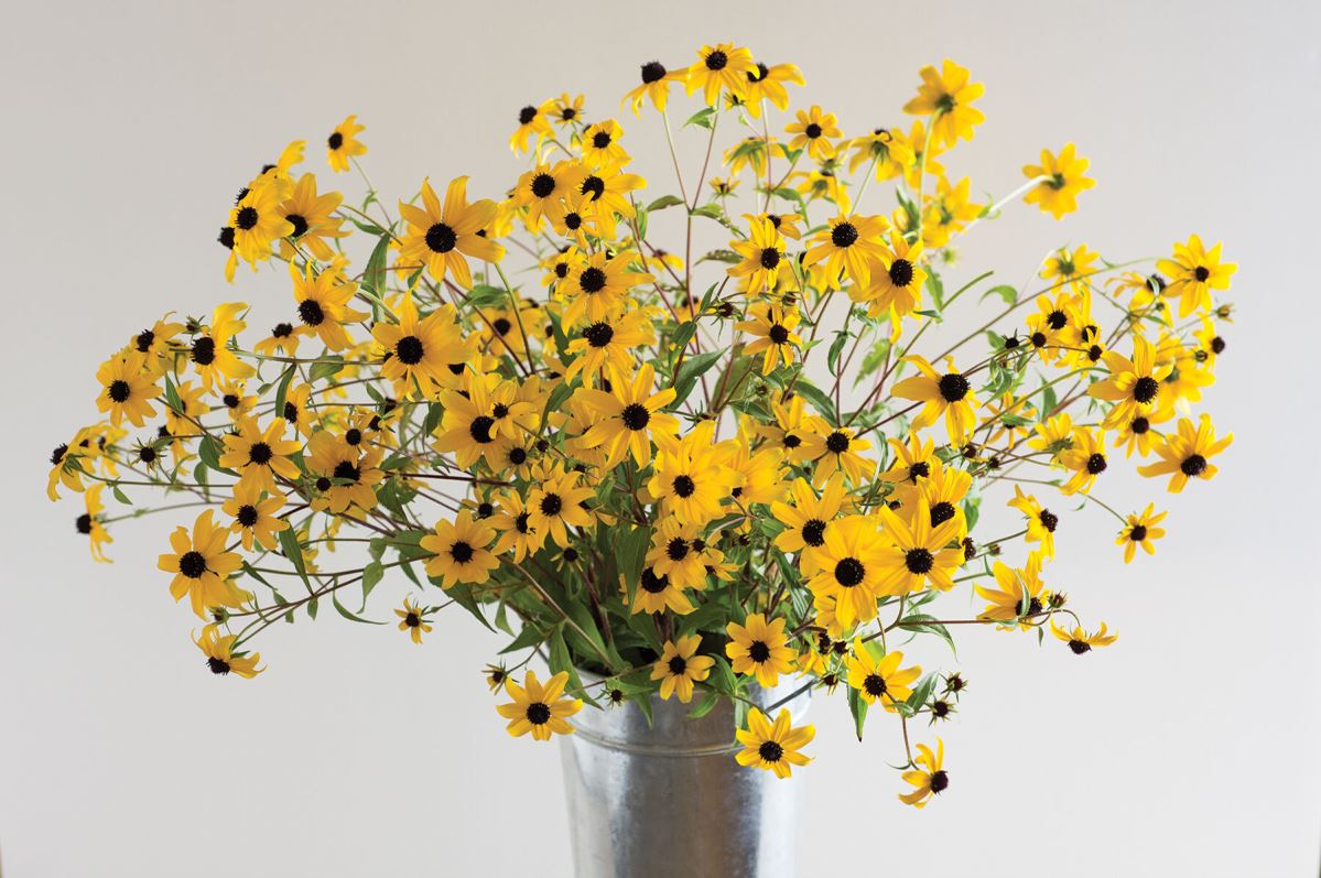 Rudbeckia triloba – Flower Seed