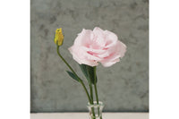 Arena III Baby Pink – Lisianthus Seed