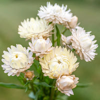 Vintage White – Organic Strawflower Seed