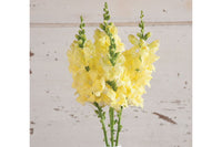 Chantilly Cream Yellow – Snapdragon Seed