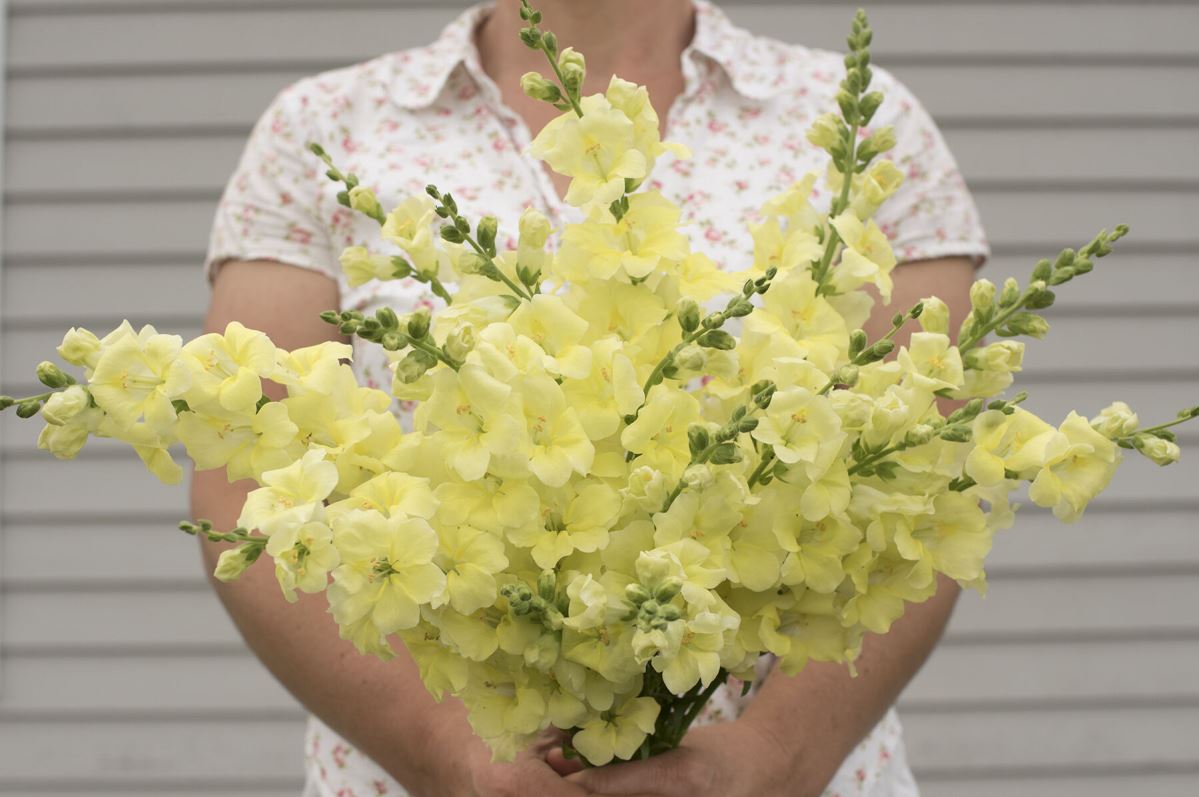 Chantilly Cream Yellow – Snapdragon Seed