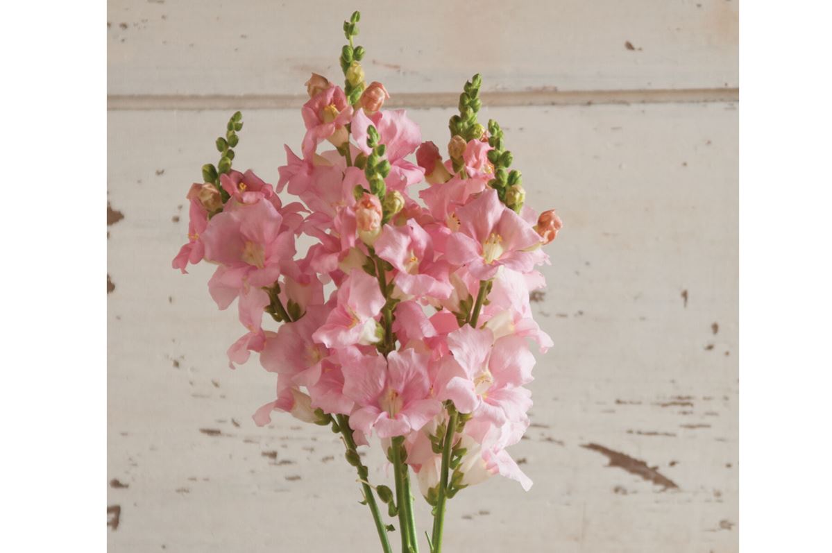 Chantilly Light Pink Snapdragon Seeds