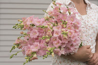 Chantilly Light Pink Snapdragon Seeds