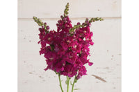 Chantilly Purple – Snapdragon Seed