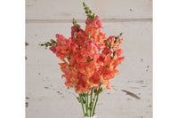 Chantilly Bronze – Snapdragon Seed