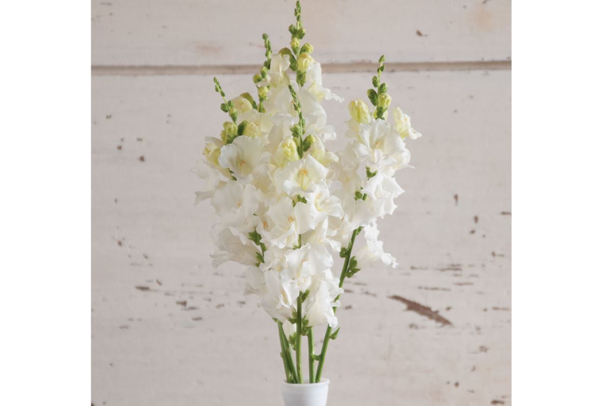 Chantilly White – Snapdragon Seed