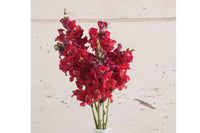 Chantilly Velvet – Snapdragon Seed