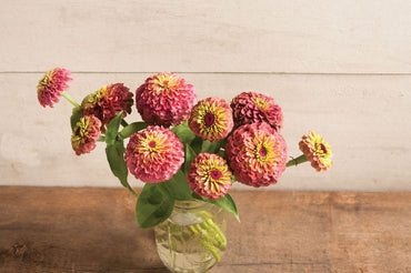 Queen Red Lime – Zinnia Seed