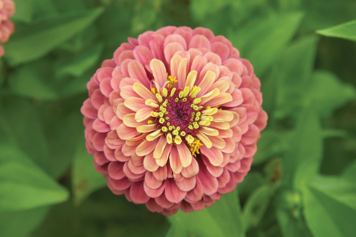 Queen Red Lime – Zinnia Seed