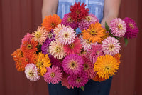 Cactus Flowered Mix – Zinnia Seed