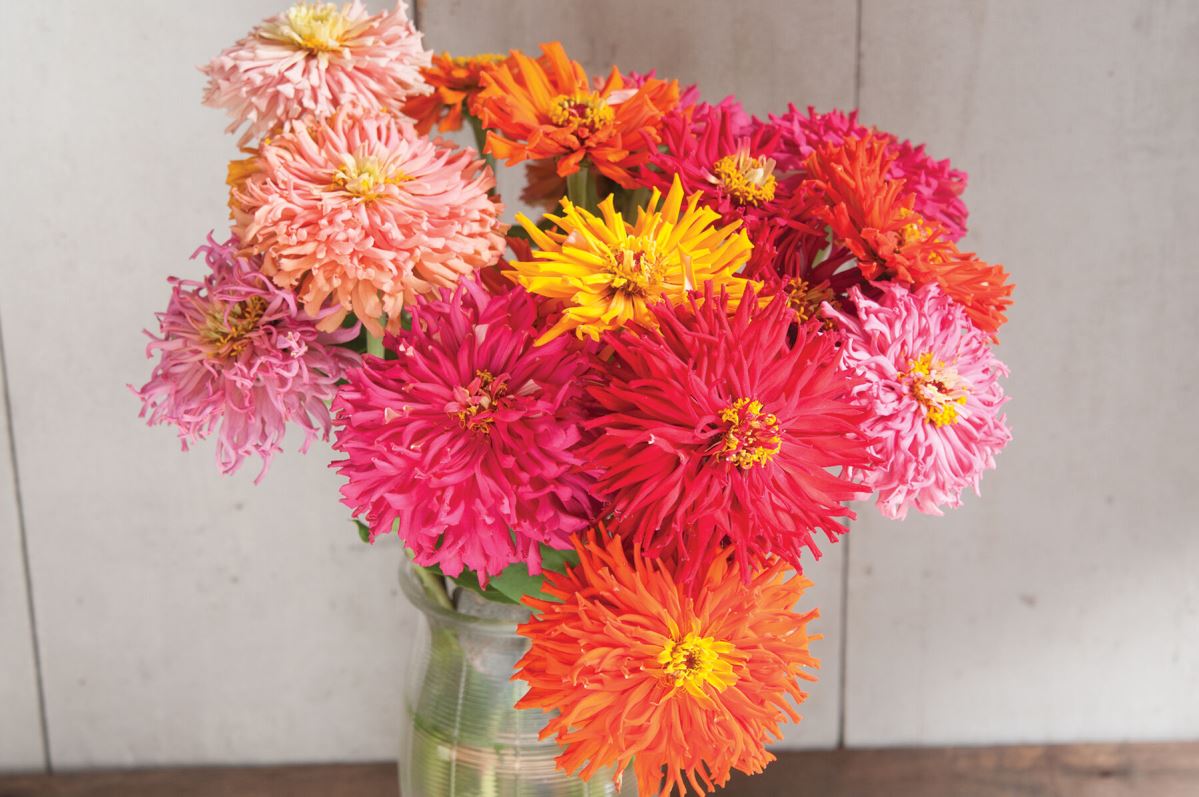 Cactus Flowered Mix – Zinnia Seed