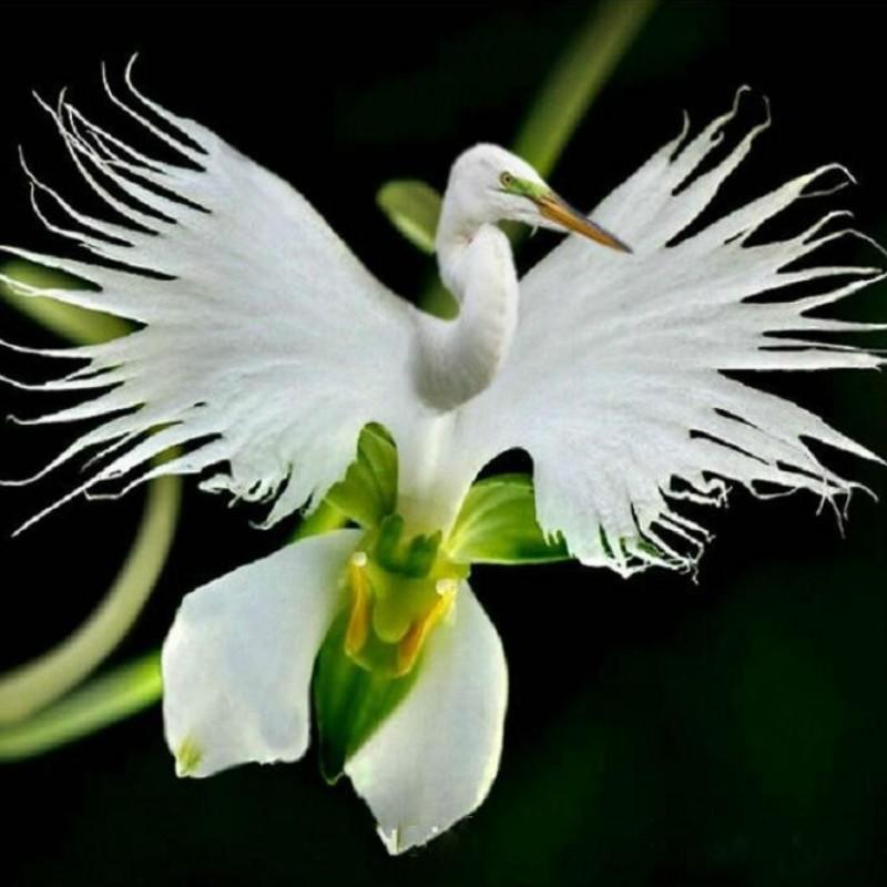 Japanese Egret Flowers Seeds White Egret Orchid Seed