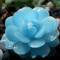 Blue Lithops Perennial Pseudotruncatella Seeds Kyanite Succulent