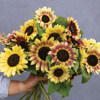 Summer Lovin – Sunflower Seed