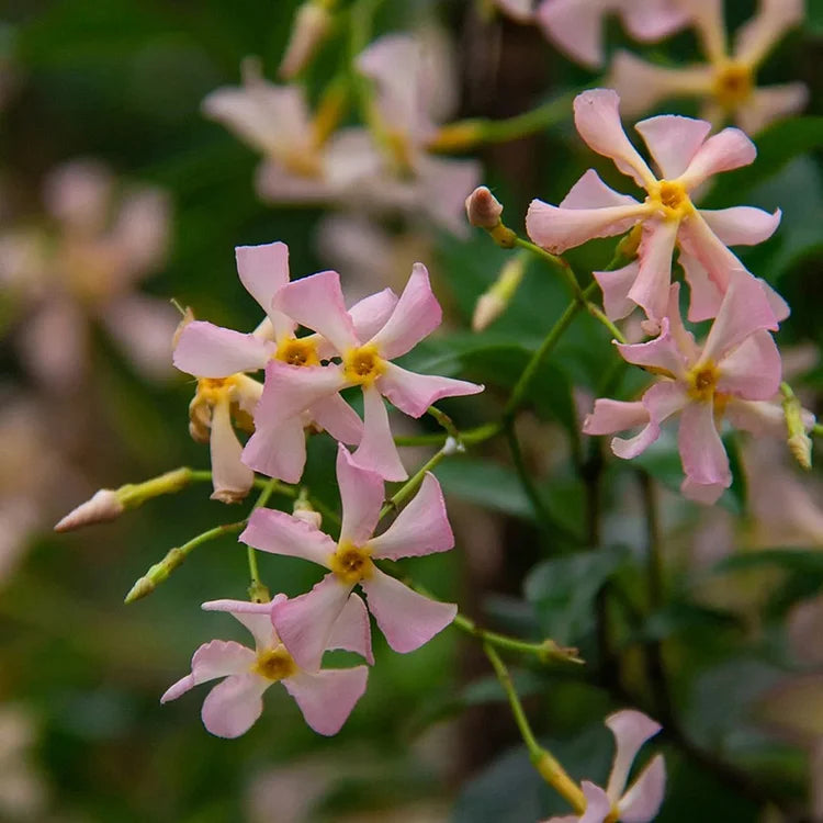 Windmill Jasmine Flower Seeds