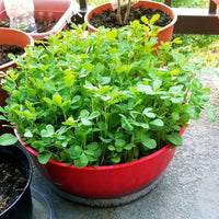 Methi Kasturi, Fenugreek Vegetable Seeds