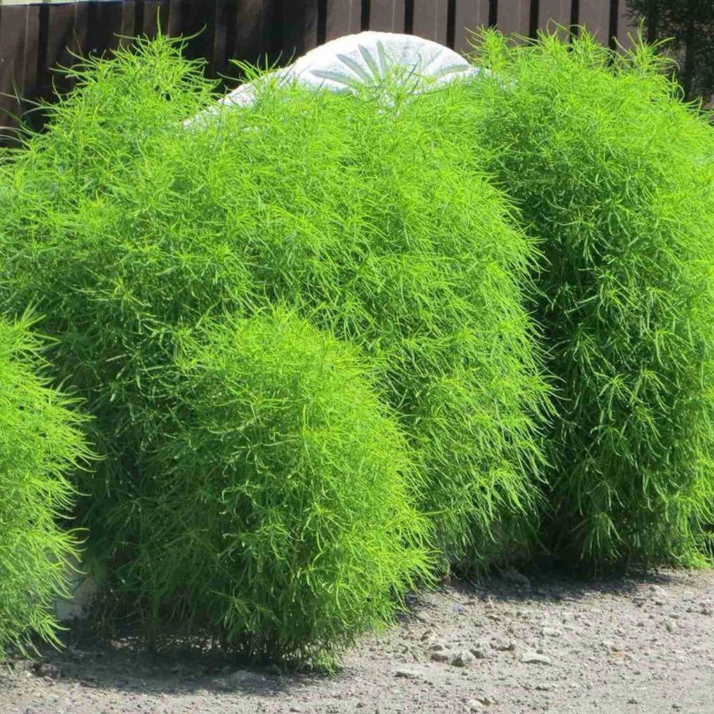 Kochia Plant, Burning Bush Seeds