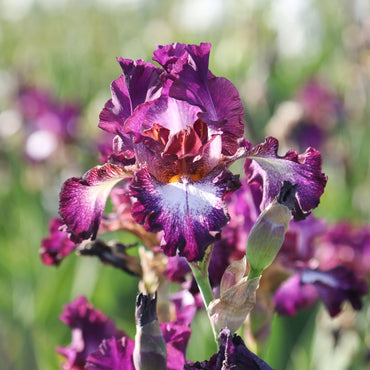 Tennison Ridge Reblooming Tall Bearded Iris Seeds