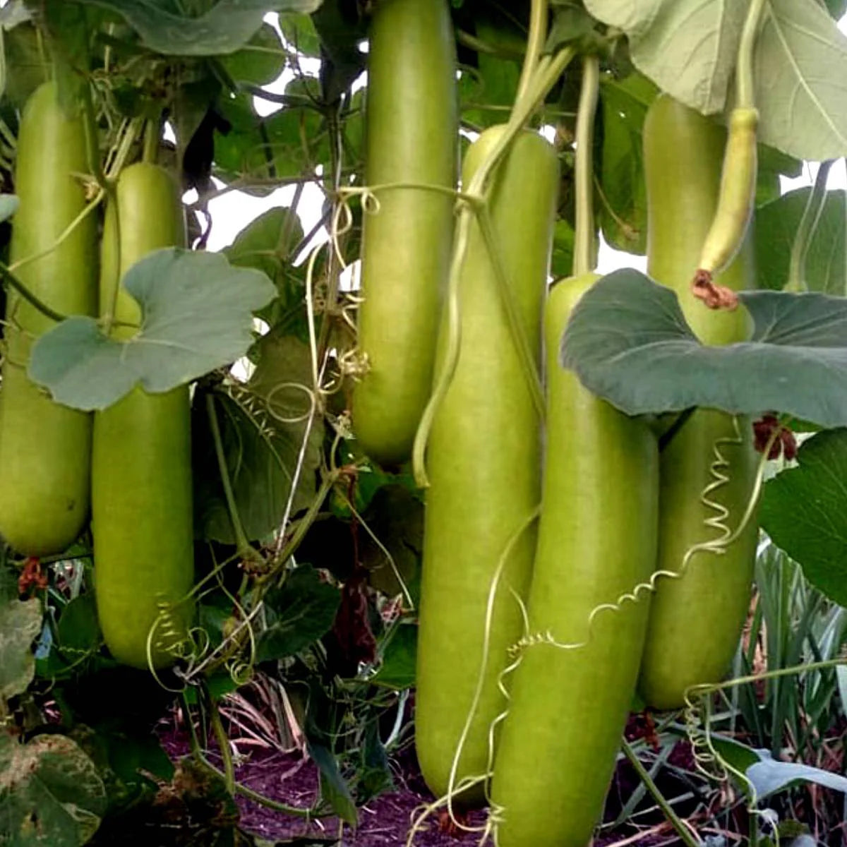 Bottle Gourd Summer Special Vegetable Seeds