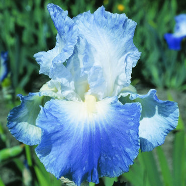 Breck's Bearded Iris Grab Bag