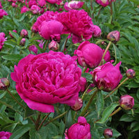 Victoire de la Marne Peony