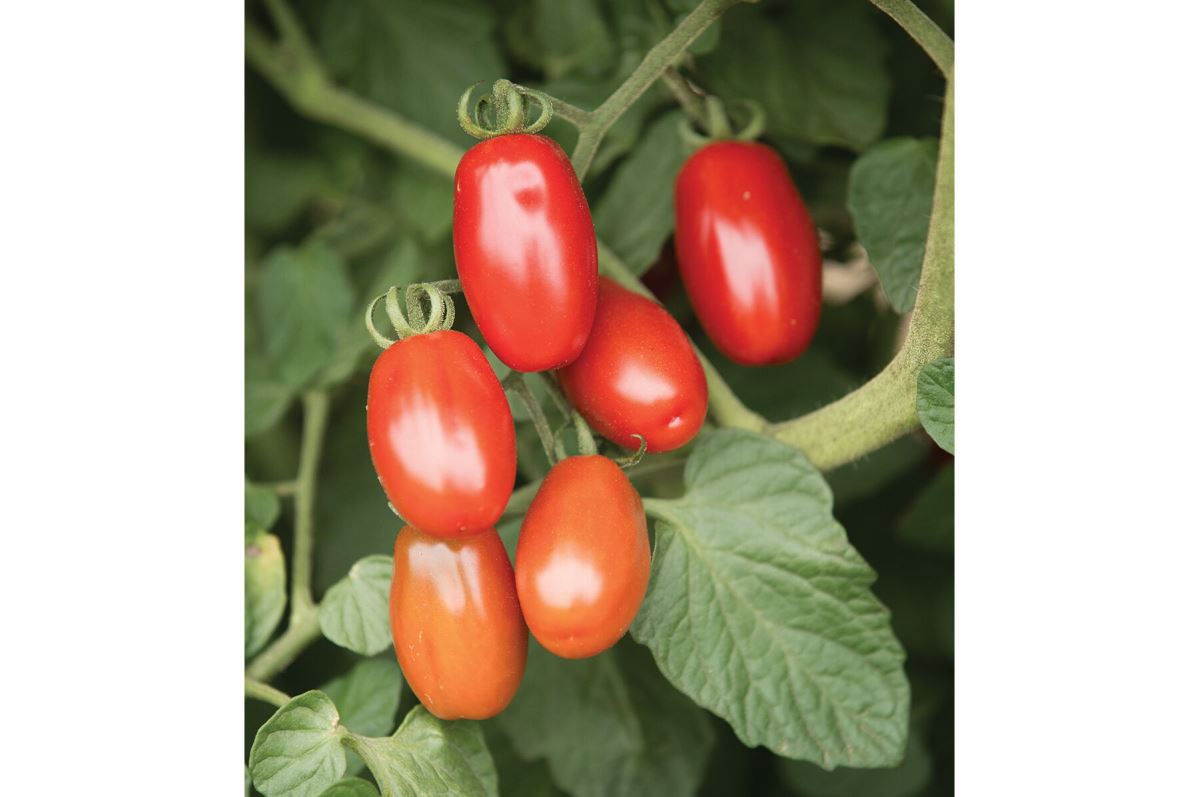 Valentine – Organic Tomato Seed