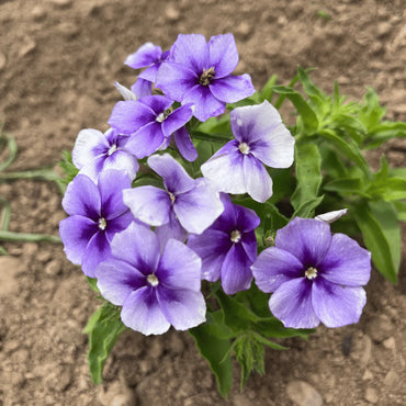 Phlox Beauty Blue Flower Seeds