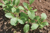 Wasabi – Arugula Seed