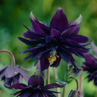 Black Barlow Columbine