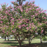 Bauhinia Retusa Seeds