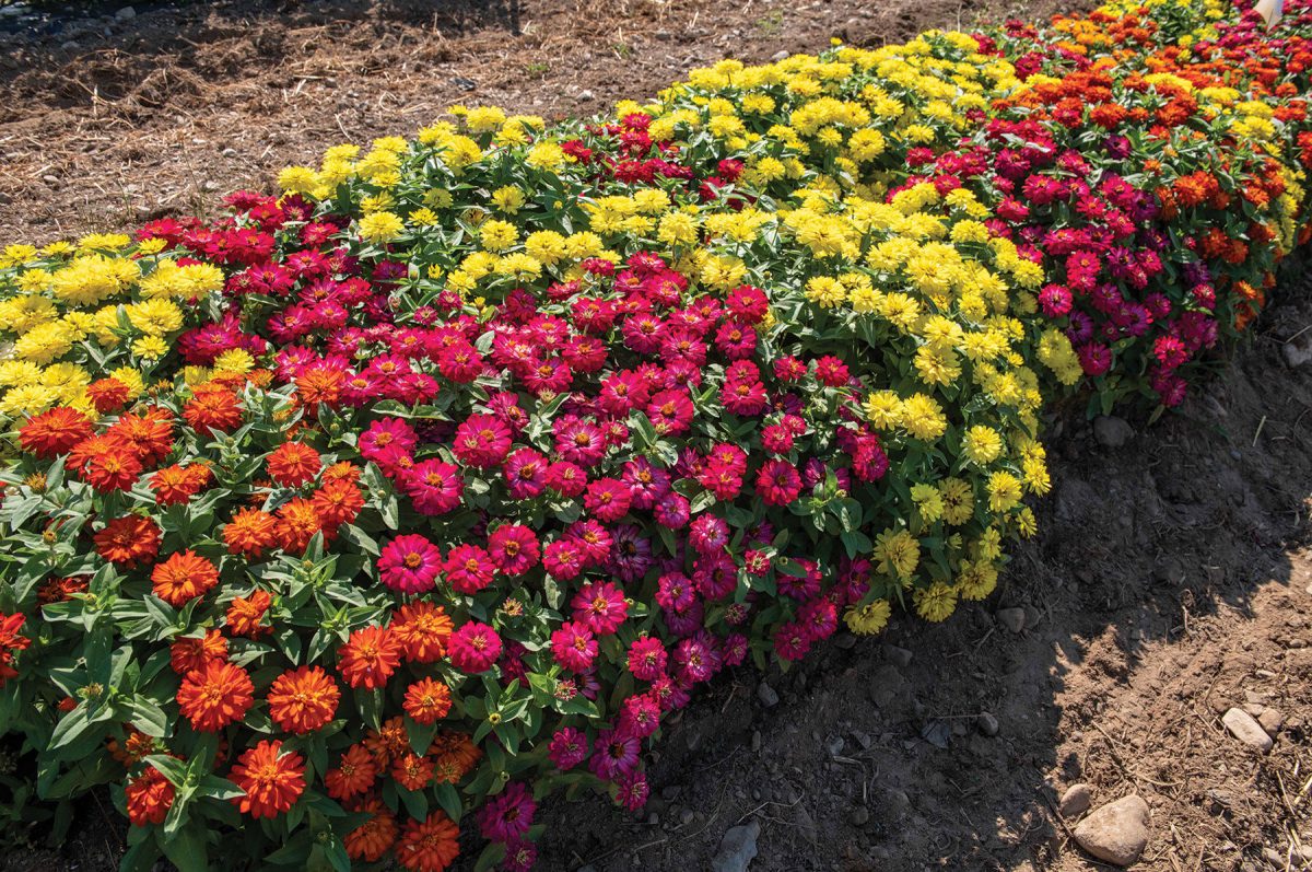 Double Zahara Brilliant Mixture – Dwarf Zinnia Seeds