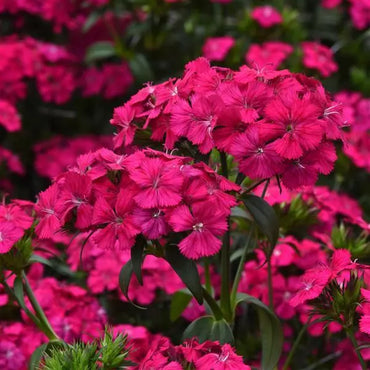 Amazon Neon Cherry Dianthus Seed