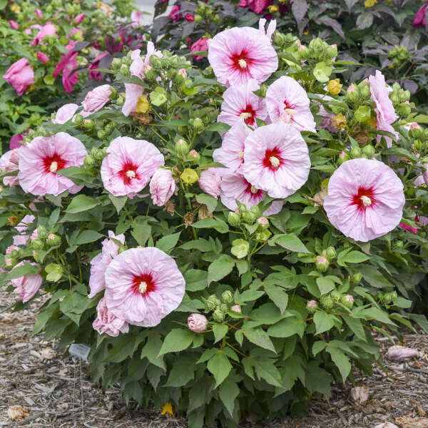 All Eyes On Me Hibiscus