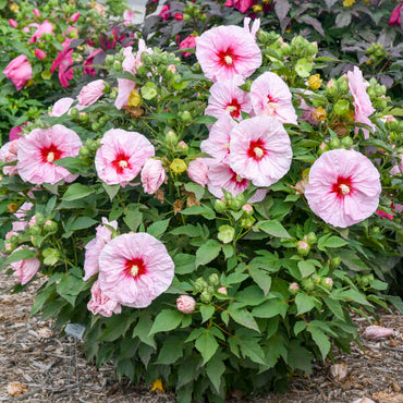 All Eyes On Me Hibiscus