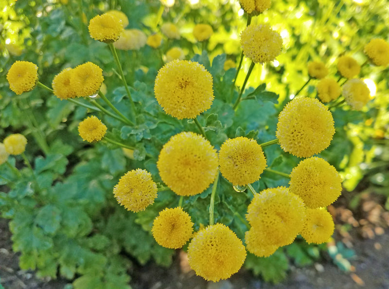 Sunny Ball – Organic Matricaria Seed