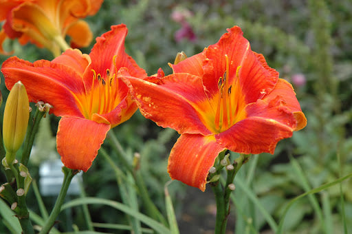 Alabama Jubilee Daylily