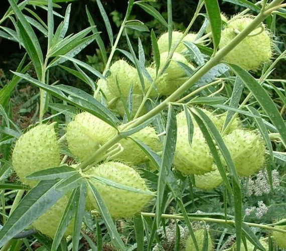 Oscar – Asclepias Seed