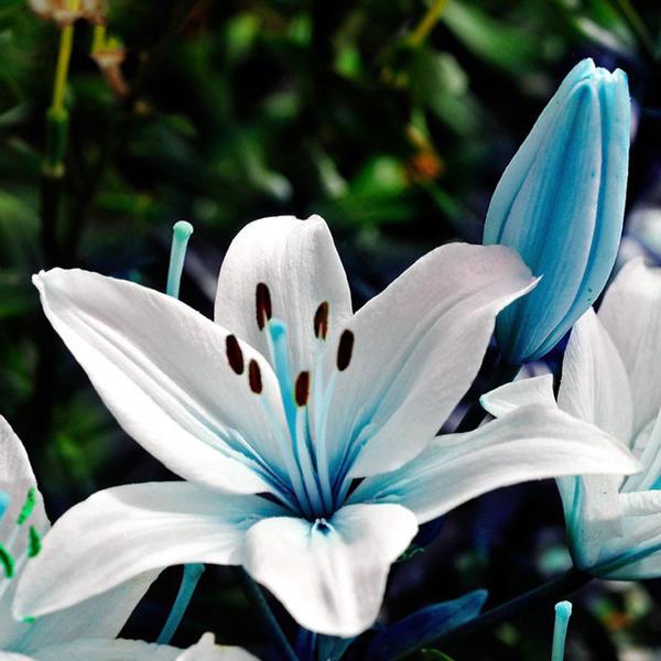 Blue Heart Lily Seeds Lily Flower Seeds For Home Garden