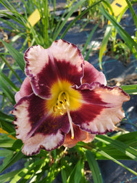 Rock Solid Reblooming Daylily