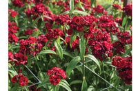 Sweet Red – Pelleted Dianthus Seed