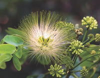 Albizia Lebbeck Seeds